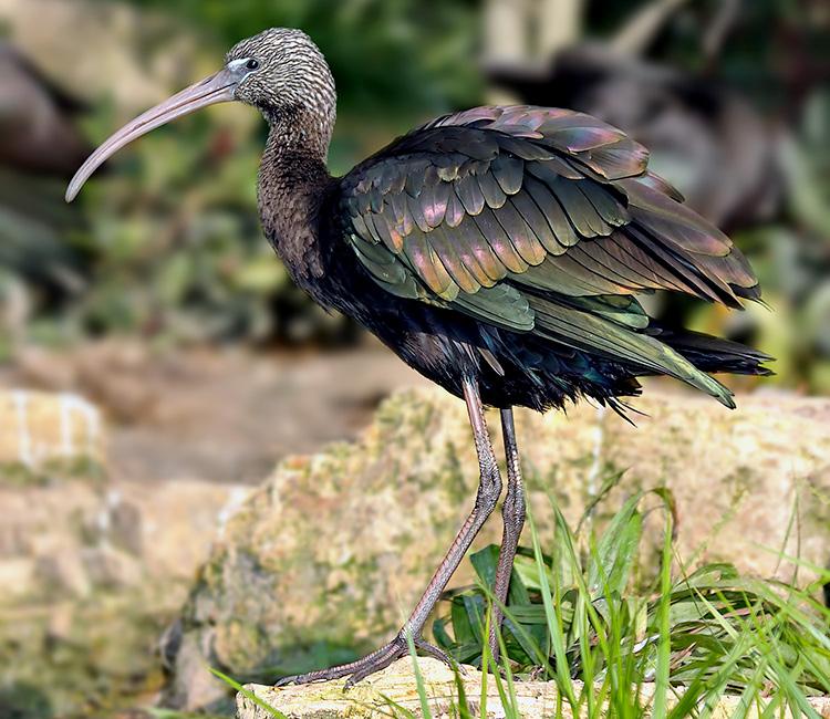 sglossy-ibis