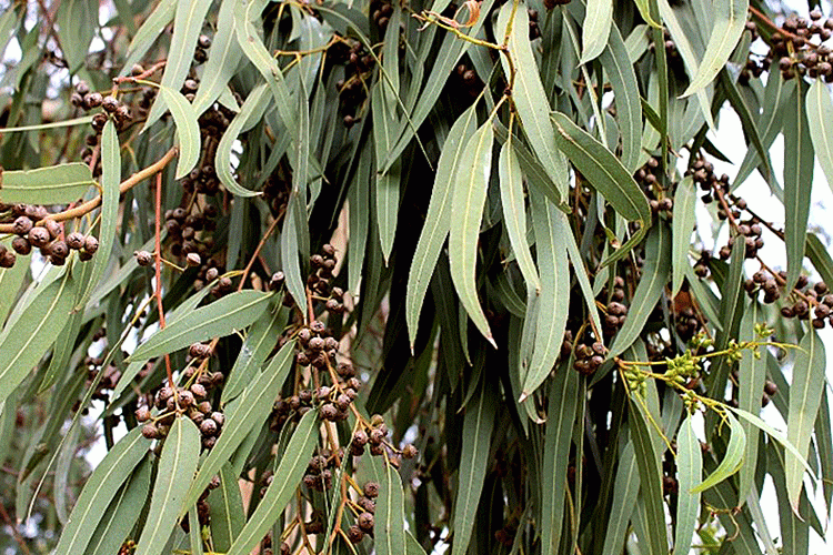 eucalyptuss1