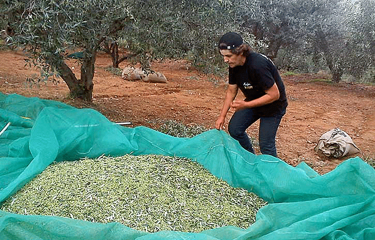 olives15