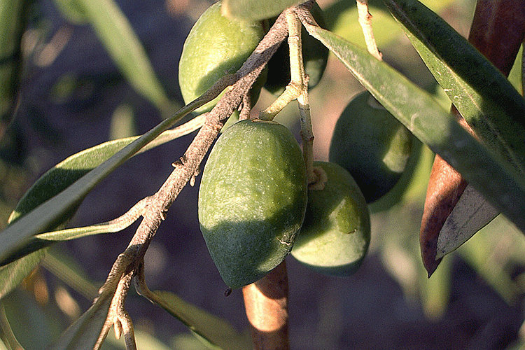 olives6