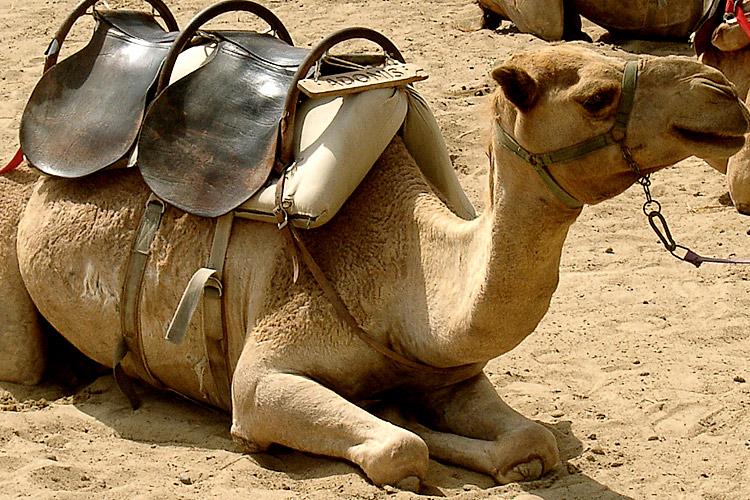 camel5a