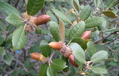 goldenoak