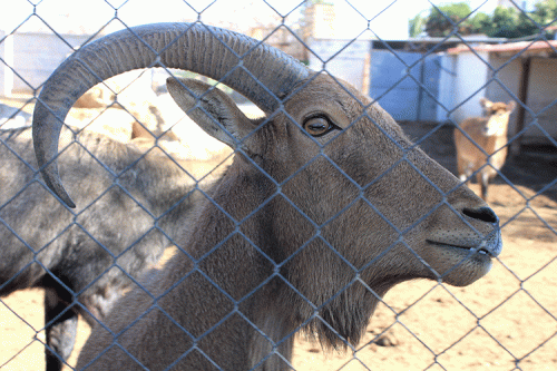 Зоопарк Мелиос в Никосии